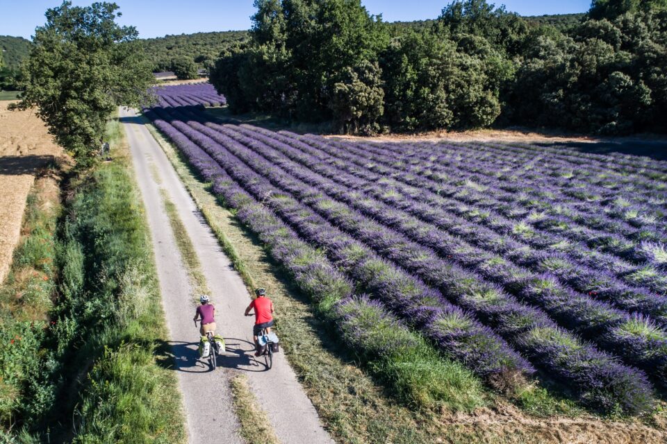 Deux cyclistes vus du ciel en train de rouler sur un chemin longeant un champs de lavandes en fleurs dans le Luberon