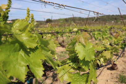 champs de vigne - Agrandir l'image, fenêtre modale
